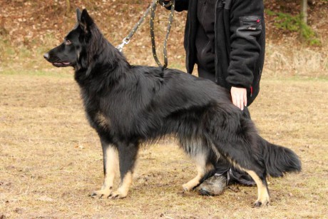 Afra